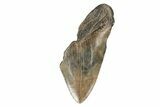 Partial, Fossil Megalodon Tooth #193965-1